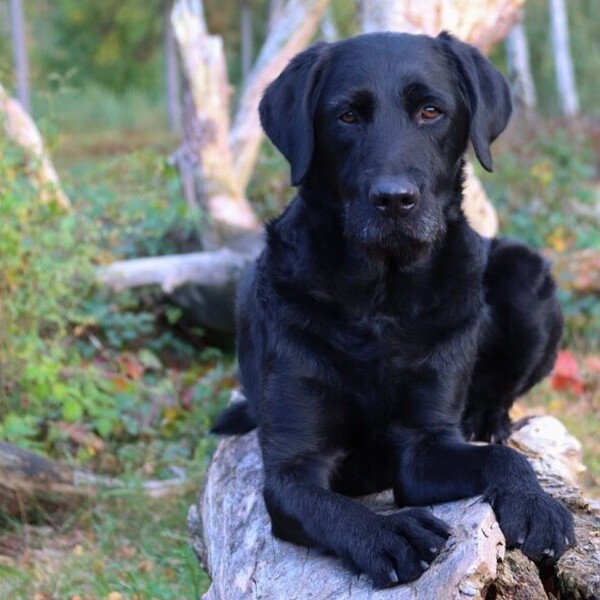Hunde