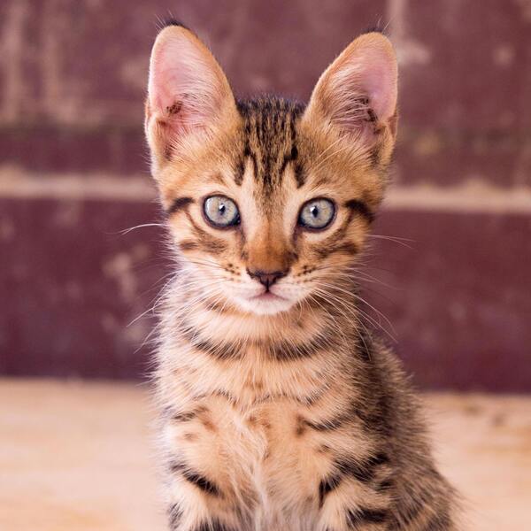 Katzen