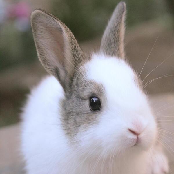 Tiere