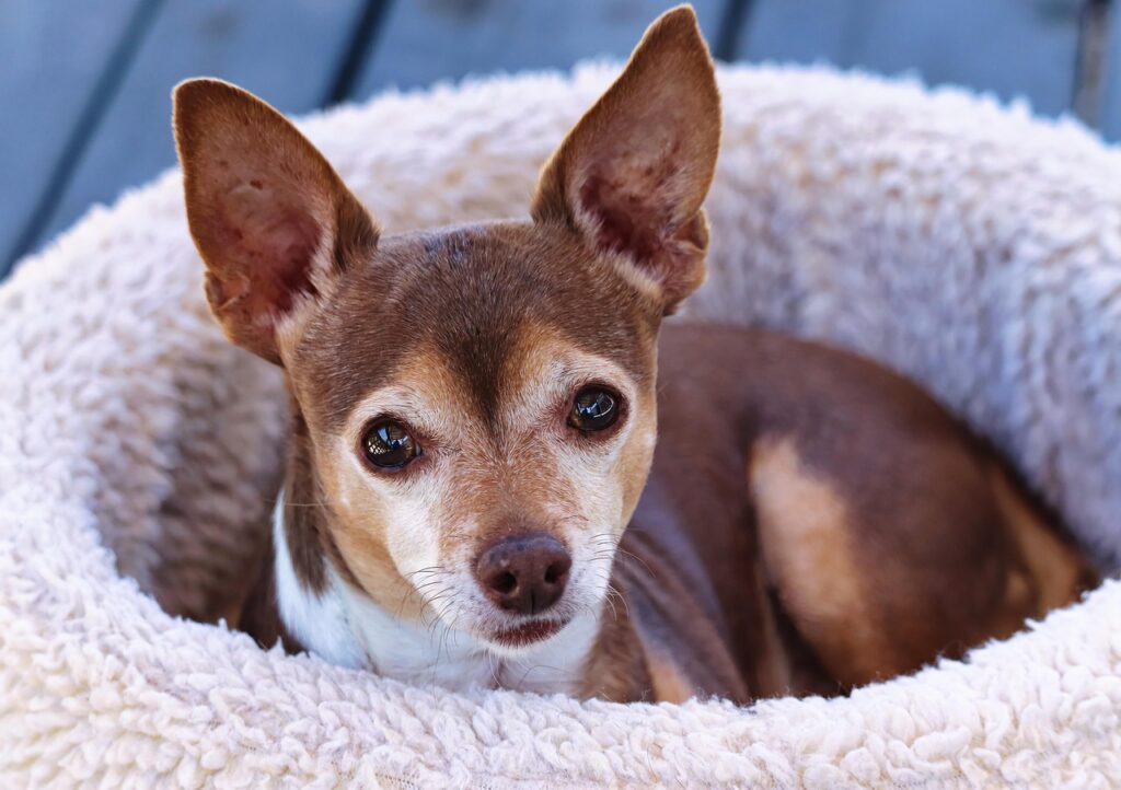 chihuahua, dog, pet, animal, nature, cute, canine, dog bed, dog, dog, dog, dog bed, dog bed, dog bed, dog bed, dog bed