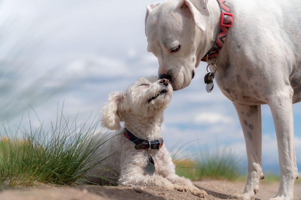 dogs, poodle, white boxer, pets, animals, cute, puppy, play, charming, white, fur, dogs, dogs, dogs, puppy, puppy, puppy, nature, puppy, puppy