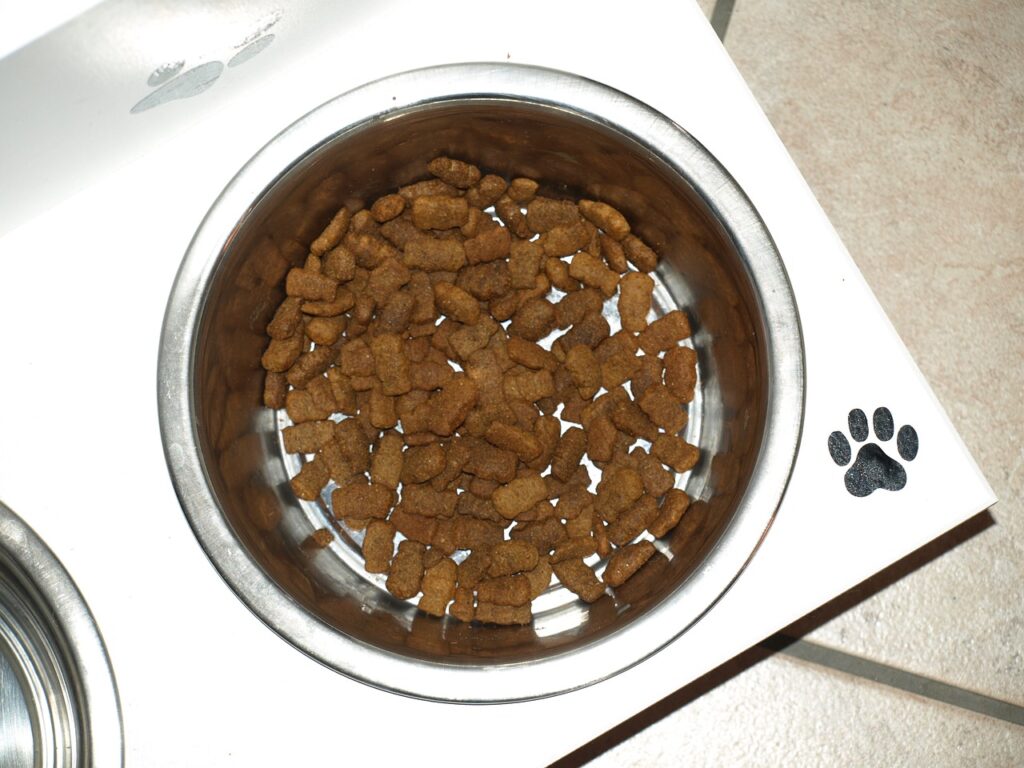 bowl, dog bowl, dog food, wolf down, feed, dried animal food, food, dog bowl, dog bowl, dog bowl, dog bowl, dog bowl, dog food, dog food, dog food