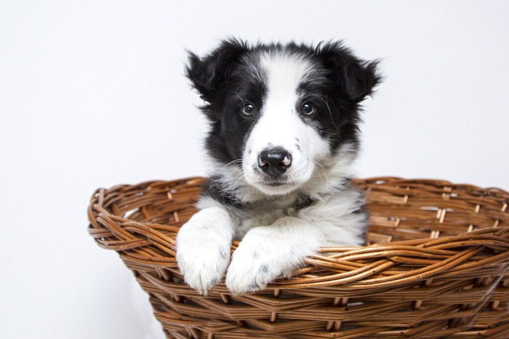 Hundebett