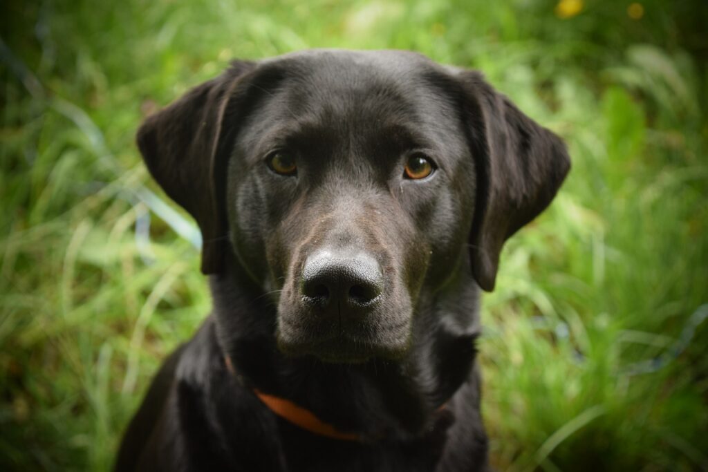 Hundezitate, Zitate über Hunde