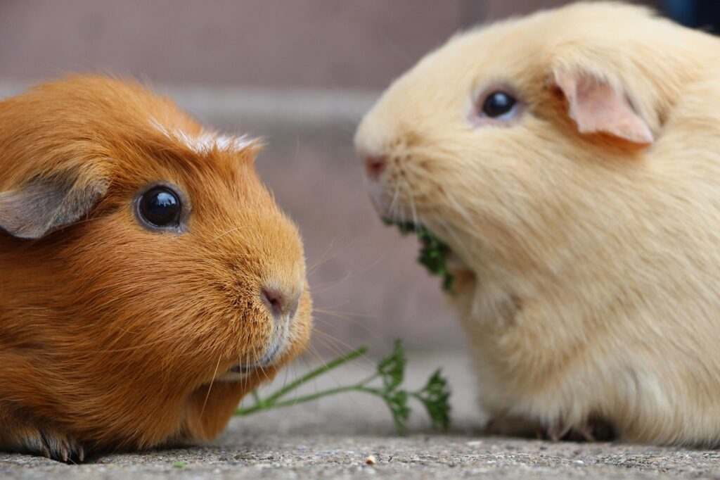 Meerschweinchen