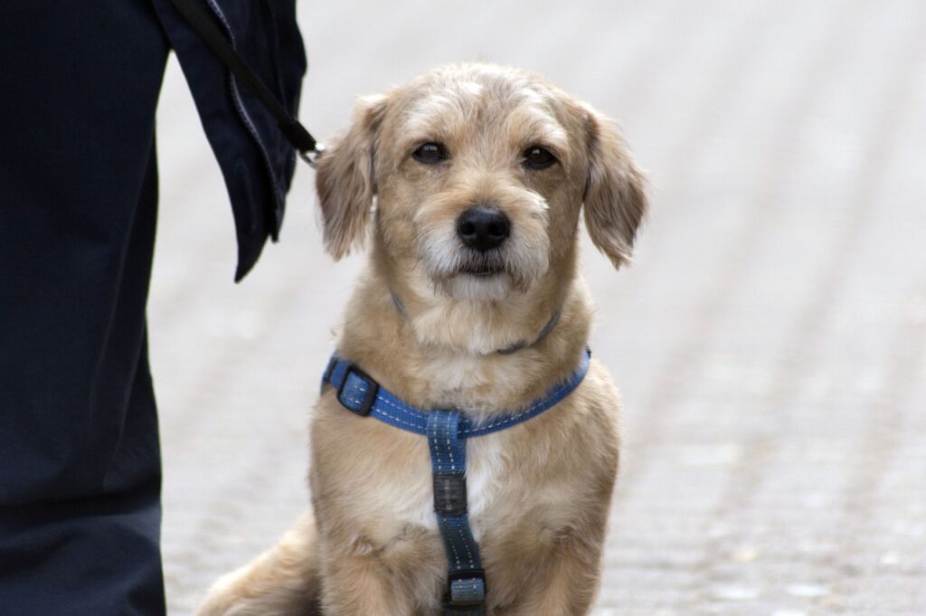Hundesprüche