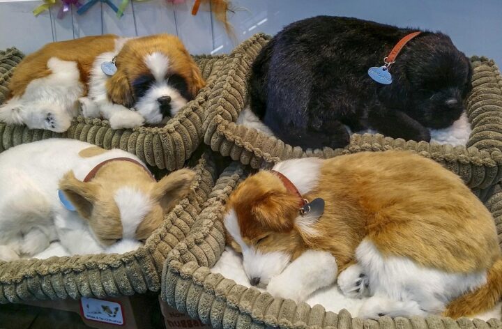 wohlfühloase, hundebett, hundekorb