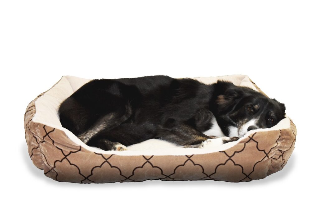 dog, pet, bed, animal, border collie, sleep, nature, cute, comfortable, dog bed, dog bed, dog bed, dog bed, dog bed, dog bed