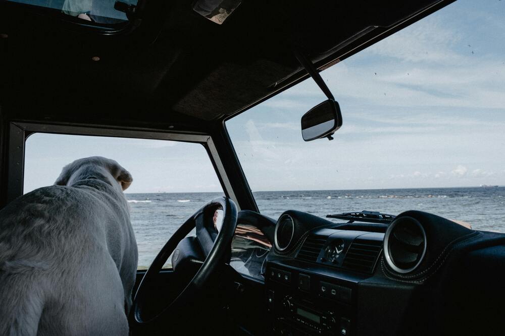 Hund Reisekrankheit Übelkeit