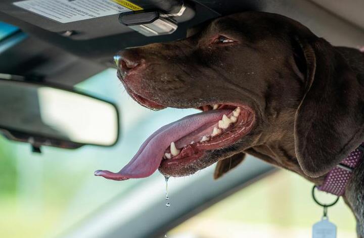 Hund im Auto Übelkeit Reisekrankheit