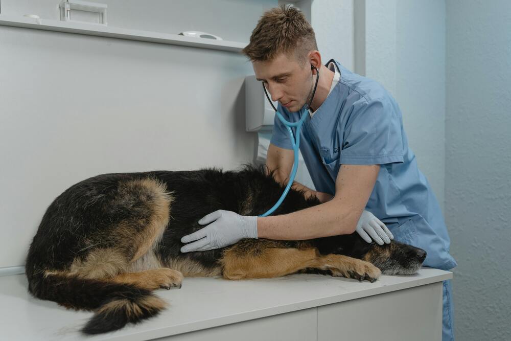 Blaualgen Hund Symptome