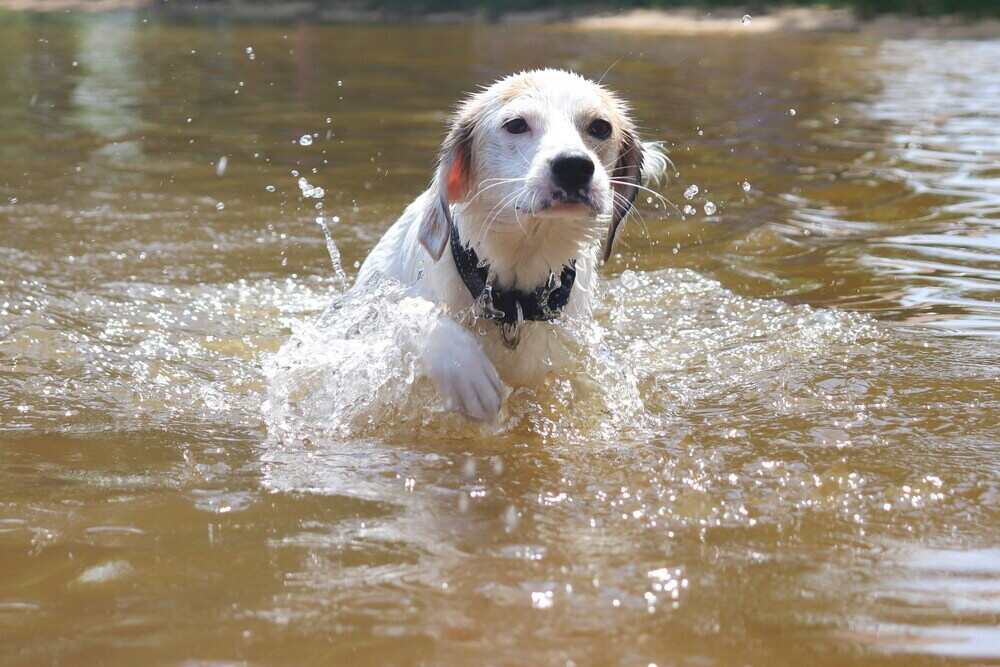 Blaualgen beim Hund