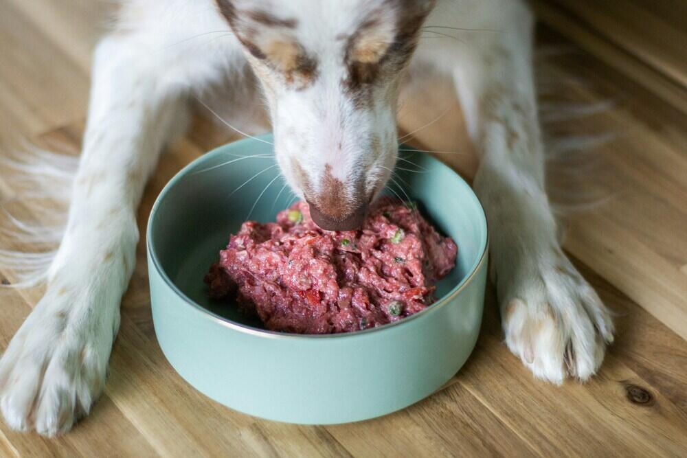 Artgerechte Ernährung für den Hund