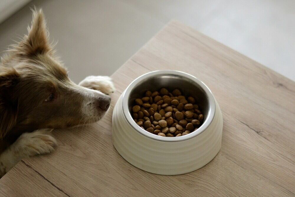 Artgerechte Ernährung für den Hund