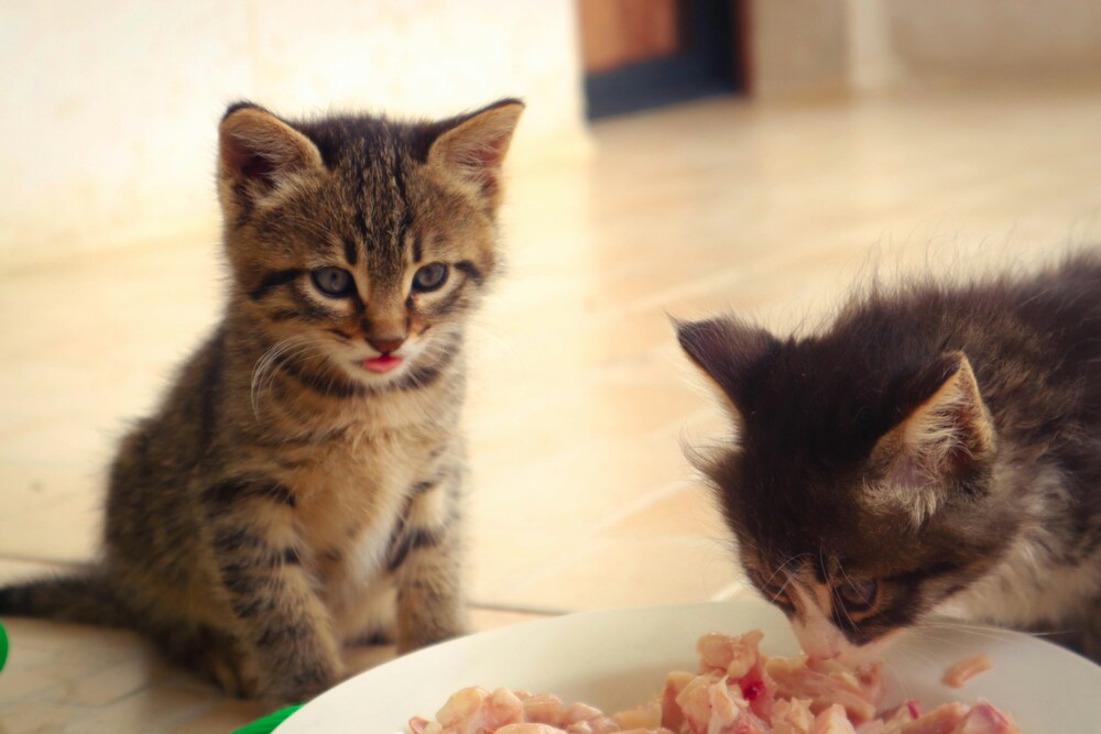 Artgerechte Ernährung für die Katze