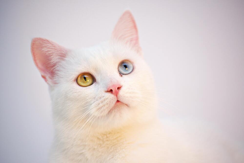 Katzensprüche