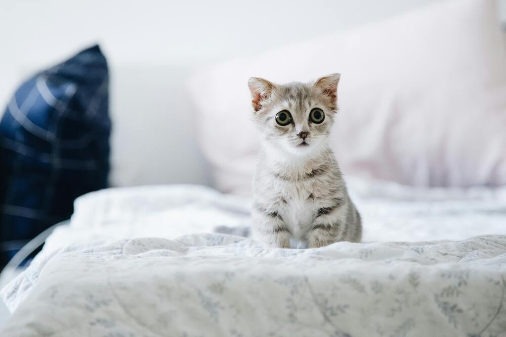 Zitate über Katzen