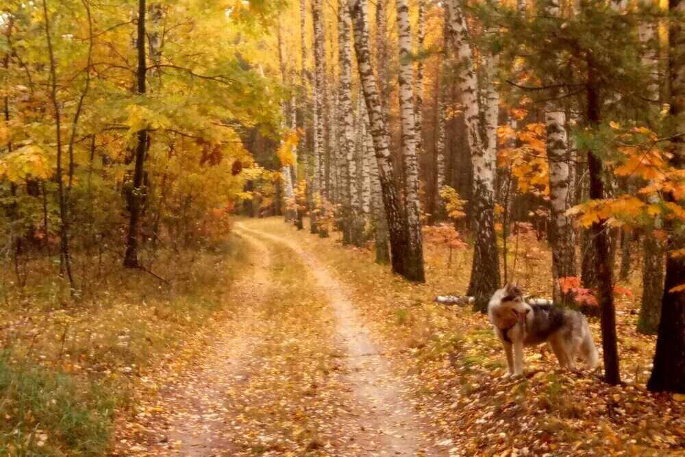 Wandern mit Hund