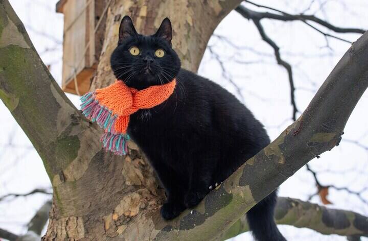 Schlafen Katzen im Winter mehr