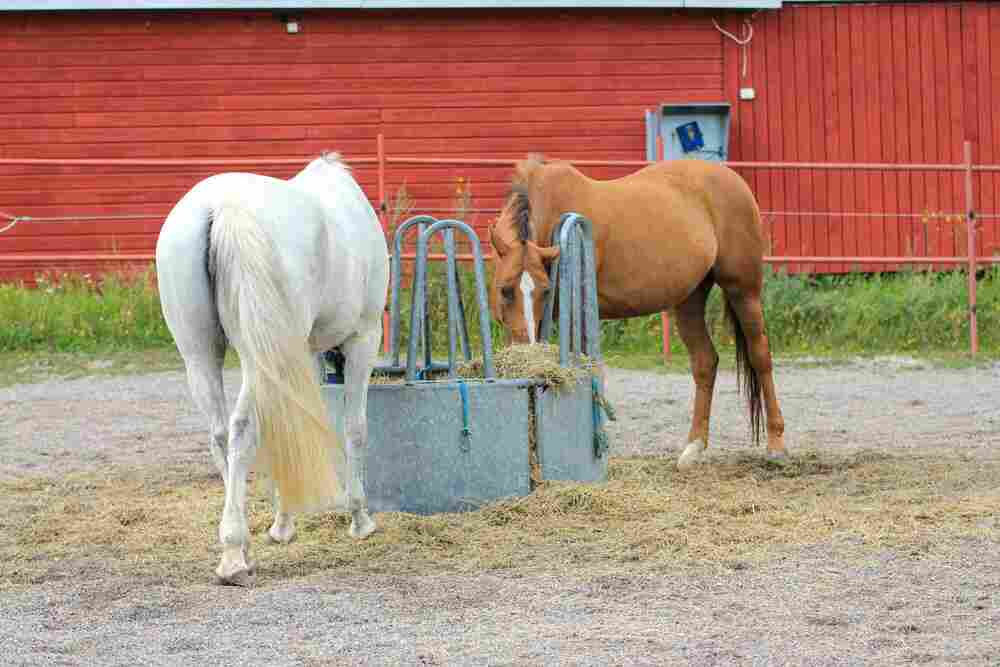 Pferd im Winter