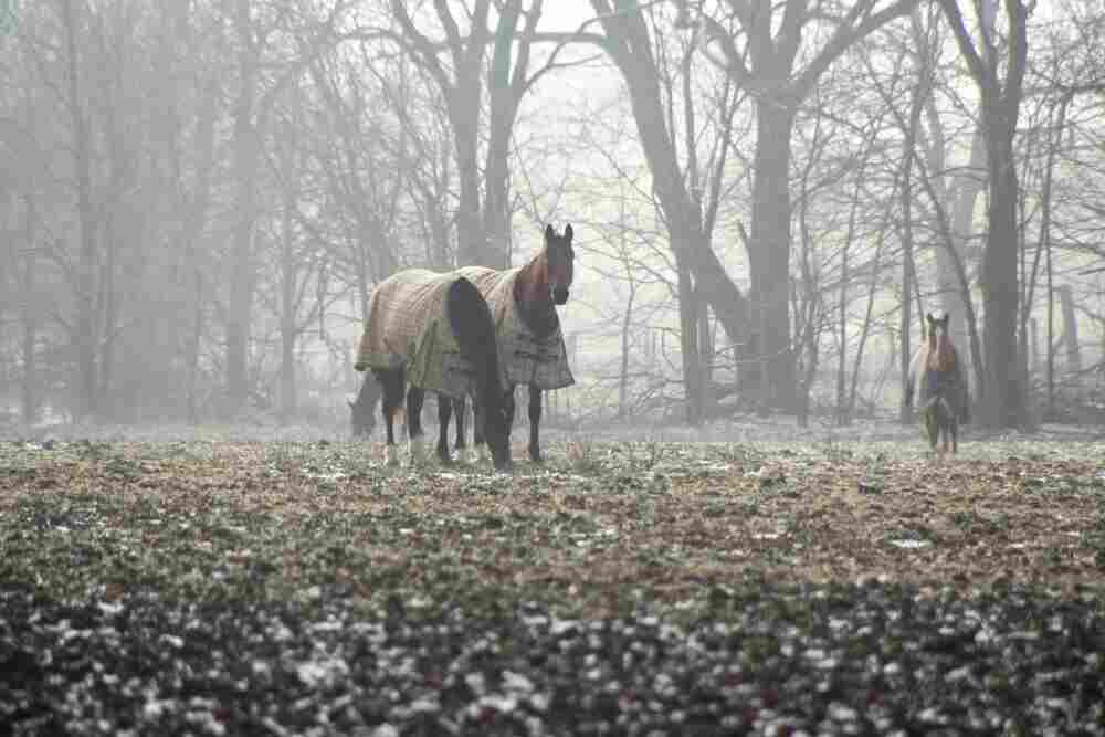 Pferde im Winter draussen