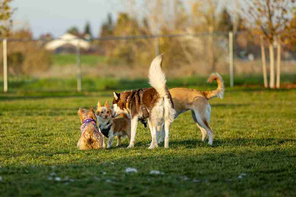 Mehrhundehaltung verstehen