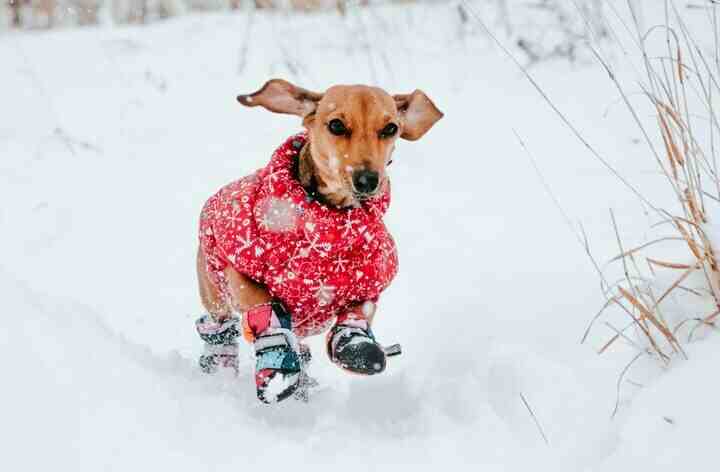 Hundeschuhe oder Hundemantel im Winter beim Hund