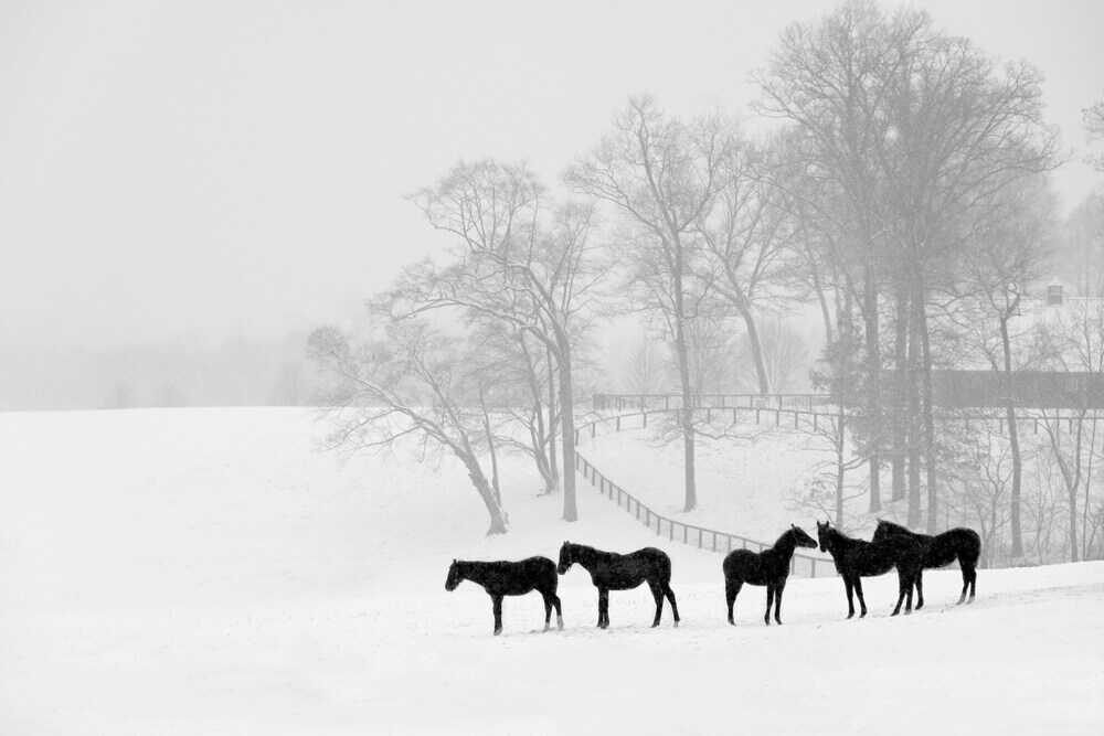 Pferde im Winter