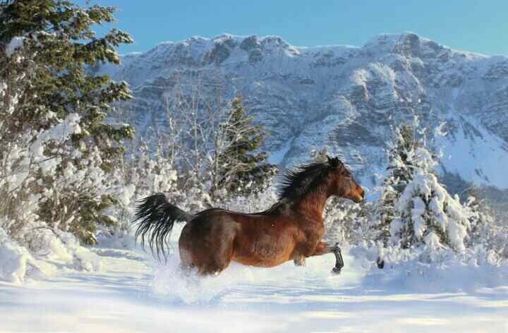 Pferde im Winter