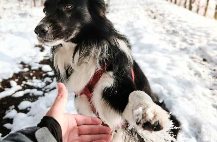 Pfotenpflege im Winter