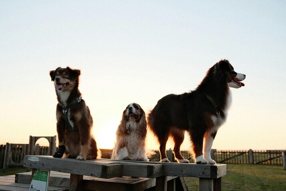 Hunderudel Hundepension