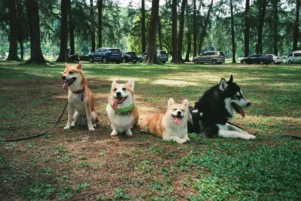 Mehrhundehaltung Hunderudel